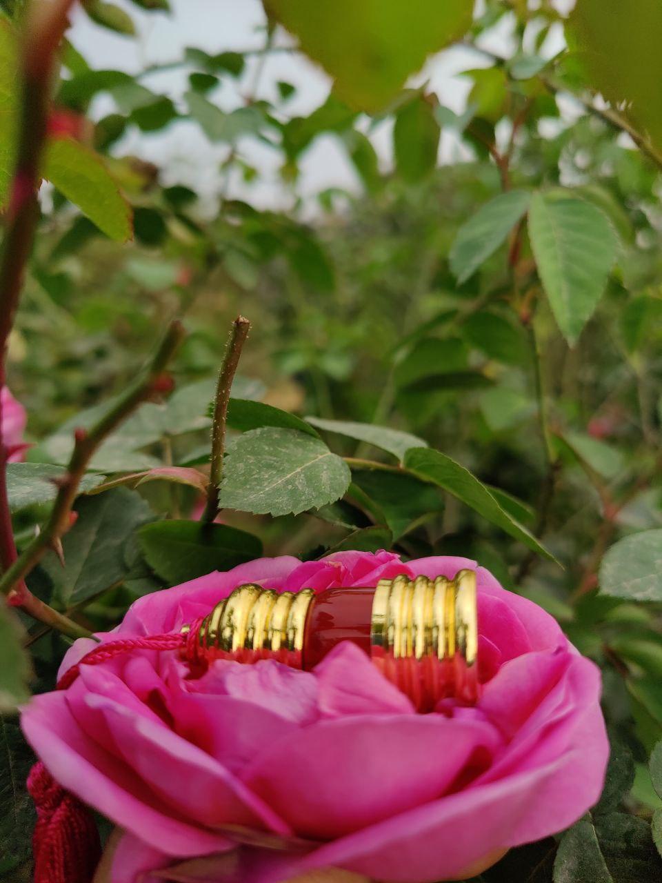 Beauty - Boond Fragrances