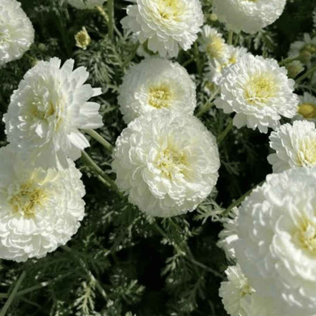 Bijlee Natural Perfume Oil 