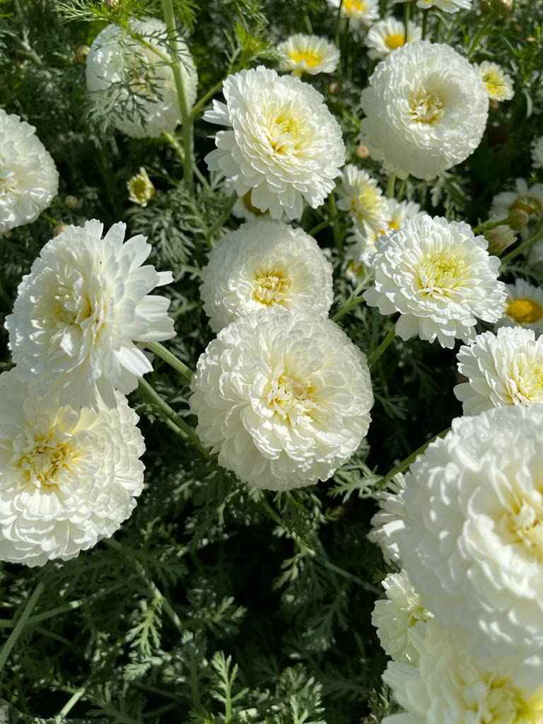Boond Fragrances बिजली | Bijlee Natural Perfume Oil (Sevanti Flower Attar)