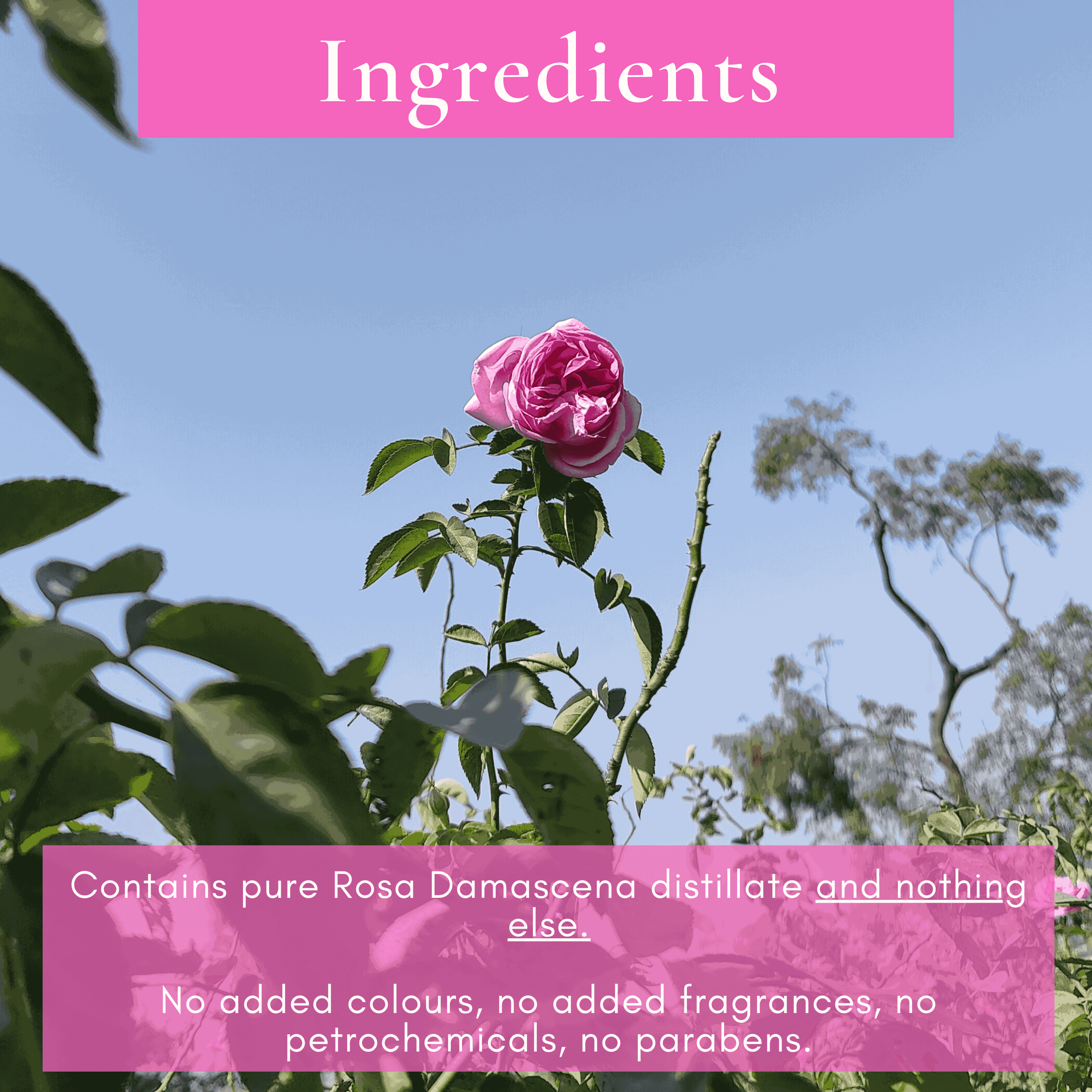 Pure Rose Water