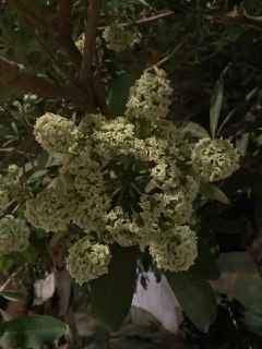 Boond Fragrances सतपर्णी | Satparni Natural Perfume Oil (Saptaparni Tree Attar)